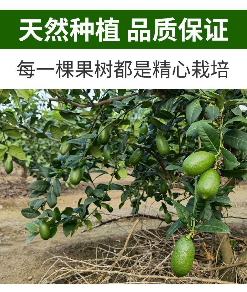 大牛哥 柠檬海南香水柠檬青柠檬鲜果新鲜专用奶茶店批发包邮