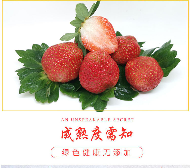 四川红颜99牛奶甜草莓新鲜当季孕妇丹整箱甜水果东现摘现发