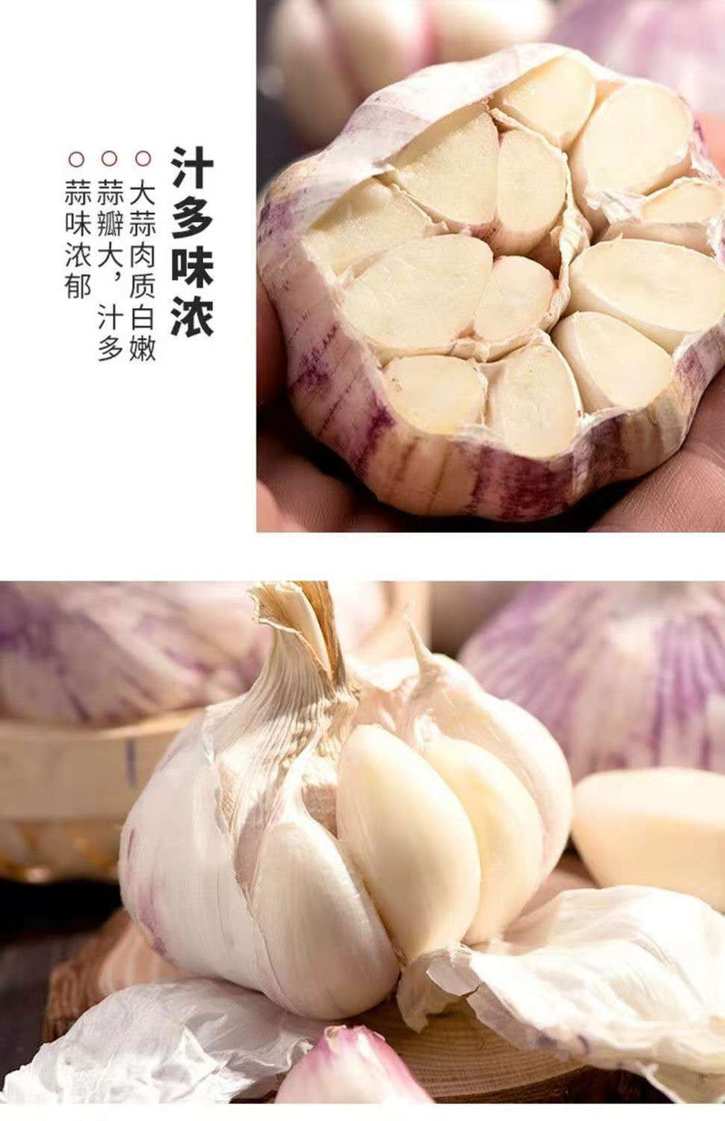 2021山东新鲜大蒜批发价新干蒜紫白皮大蒜头多瓣蒜3/5大果