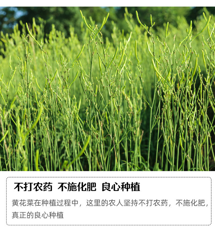 无硫优质黄花菜250克500克当年新货干黄花菜金针菜黄花菜【熟条】