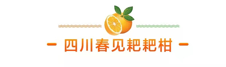 佳怡康 四川春见耙耙柑 新鲜特大果丑橘子【单果80mm以上】