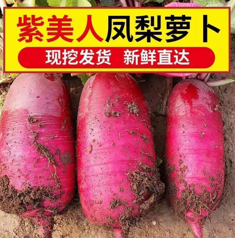 山东潍坊 紫美人萝卜（凤梨萝卜）