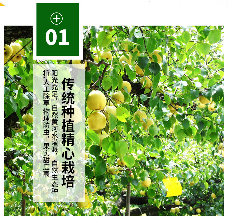 荷馨四季 安徽砀山酥梨 皮薄多汁 酥脆甘甜 【单果250g以上】