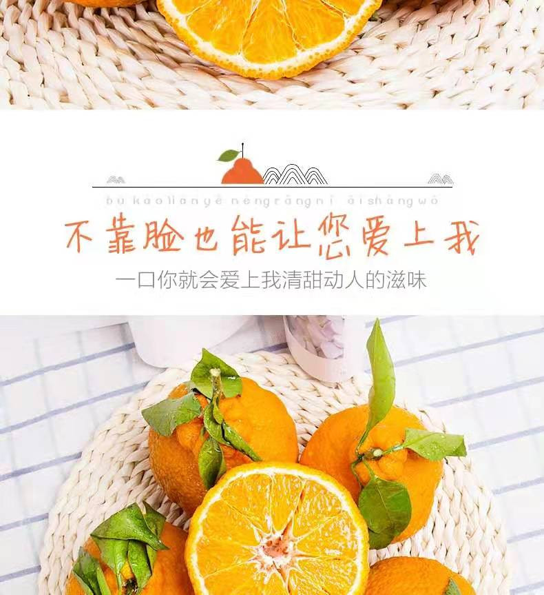 荷馨四季 四川不知火丑橘【单果80mm以上】