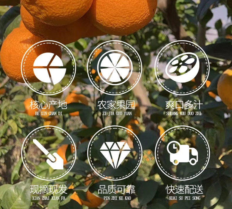 荷馨四季 当季新鲜水果 四川黄果柑 香甜橘子 【单果55mm起】