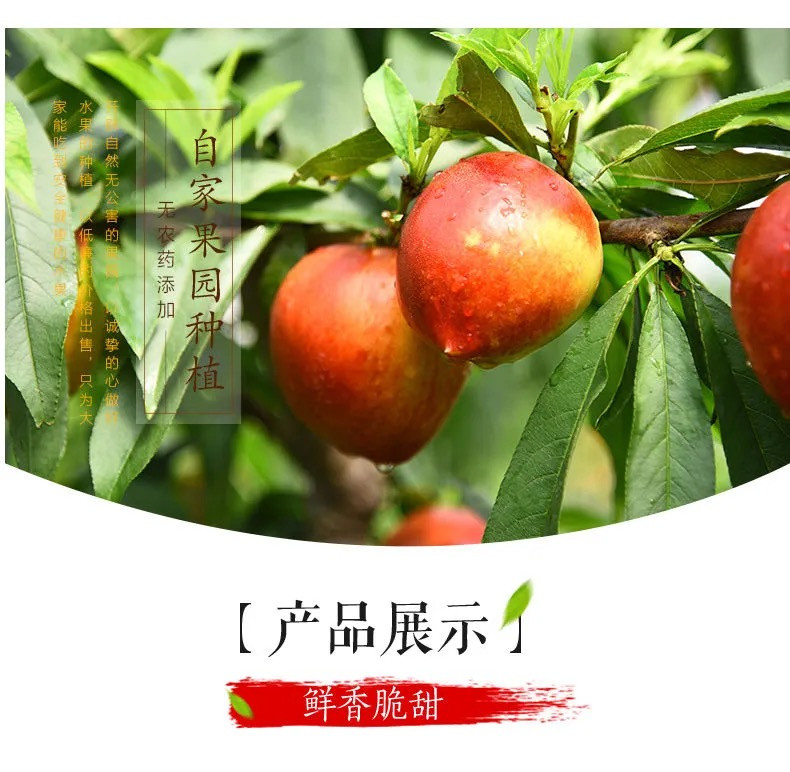 荷馨四季 大连特产 红皮黄肉油桃