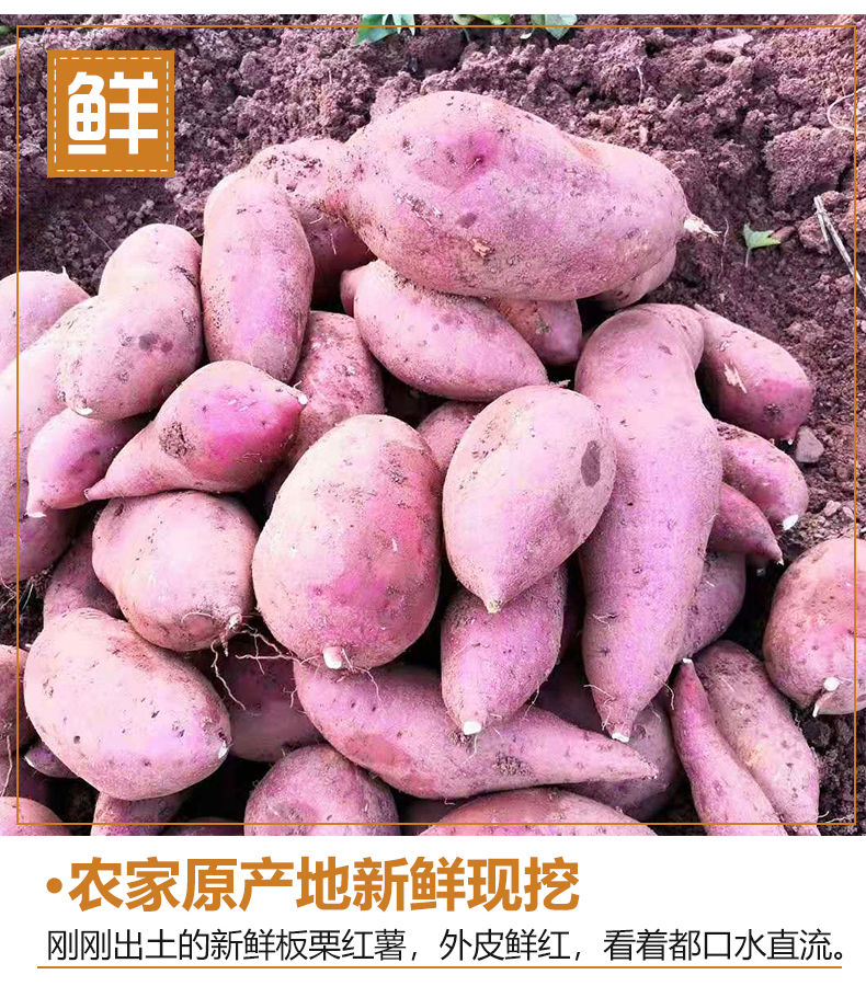 【10斤39.9】现挖新鲜红薯10斤农家地瓜板栗番薯红心黄心沙地蜜薯