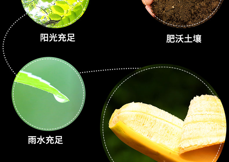 【5斤19.9】广西小米蕉9斤/5斤鸡蕉芭蕉当季新鲜香蕉水果