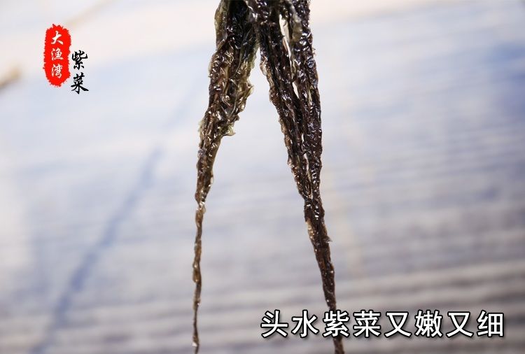 【优质紫菜7大包】紫菜干货 紫菜汤冲泡 优质紫菜野生特级无沙免洗批发