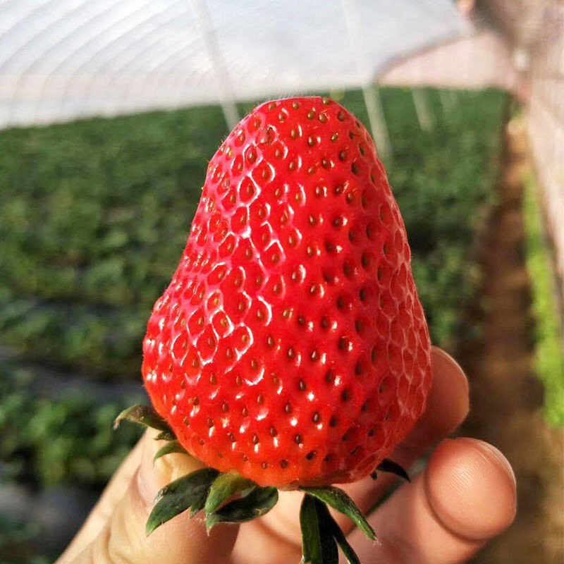 现摘新鲜酸甜草莓包邮新鲜孕妇水果非丹东99奶油草莓2斤-5斤