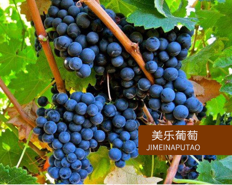 【智利原瓶进口葡萄酒】杰西斯·银杉珍藏美乐干红葡萄酒 750ml单瓶装