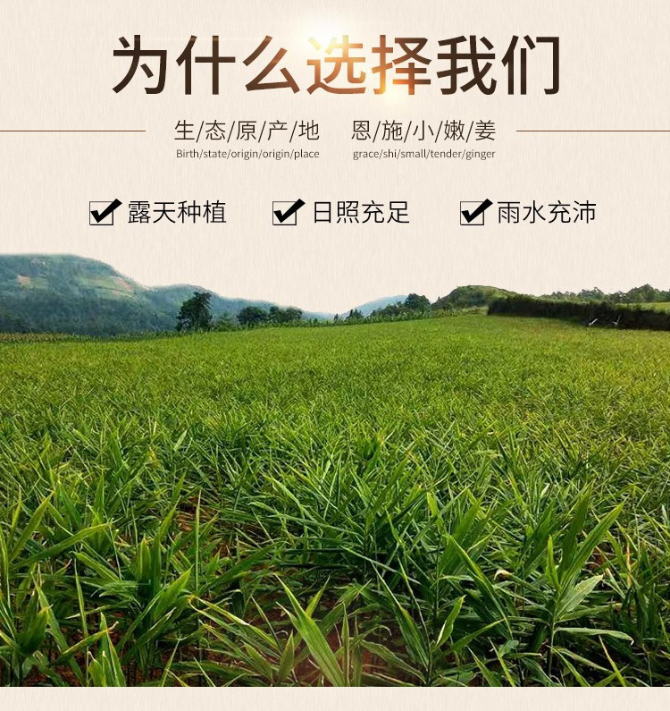 【来凤馆】湖北来凤特产地标产品凤头仔姜王开胃下饭菜腌制泡菜50g*10袋