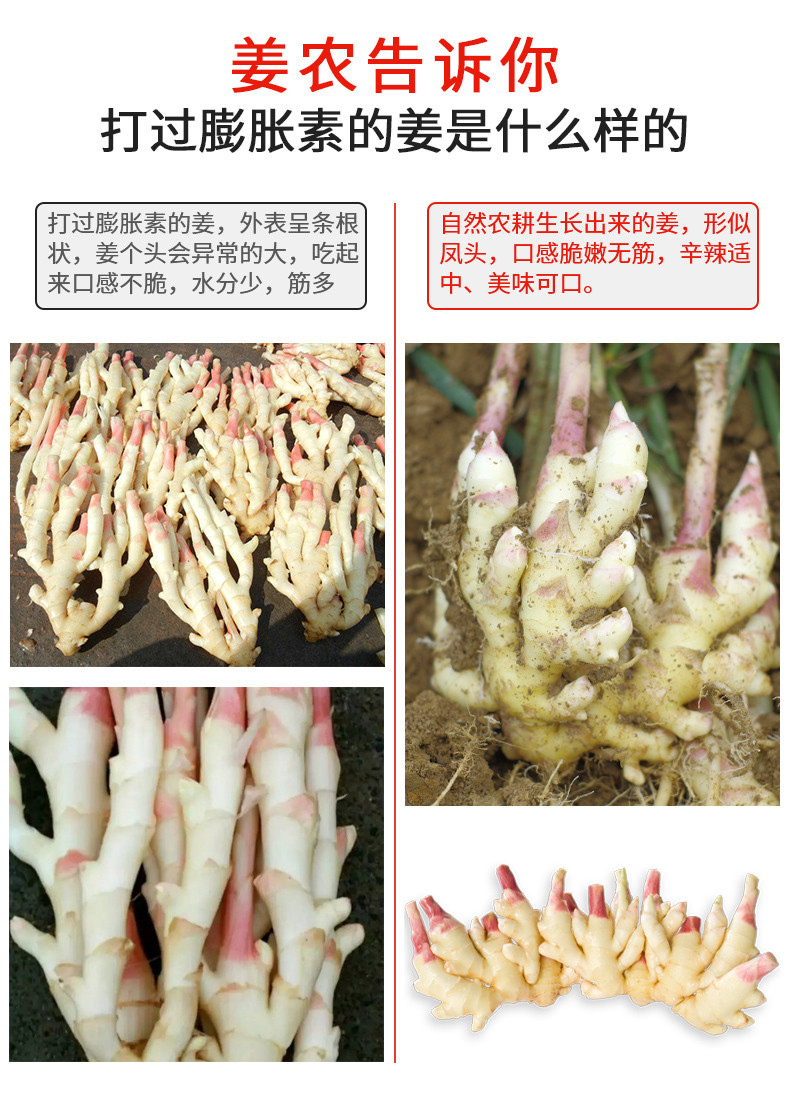 【来凤馆】来凤凤头姜500g/罐