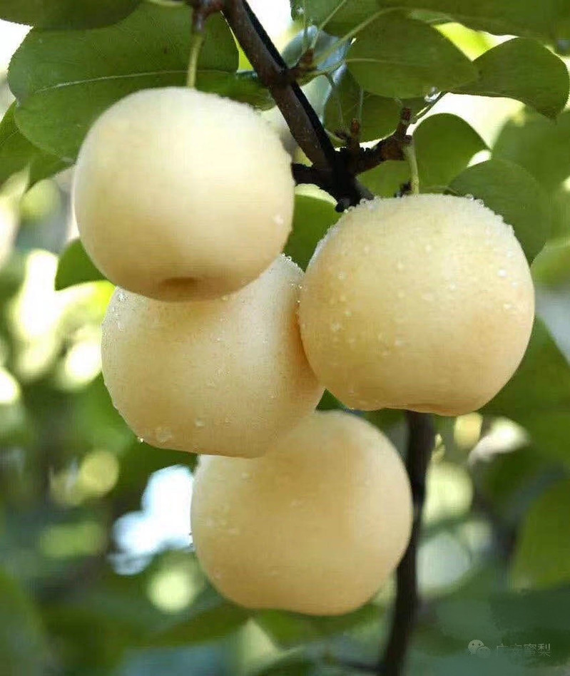 【广安代理】华蓥山黄金梨新鲜当季水果 5斤 两种颜色随机发货包邮
