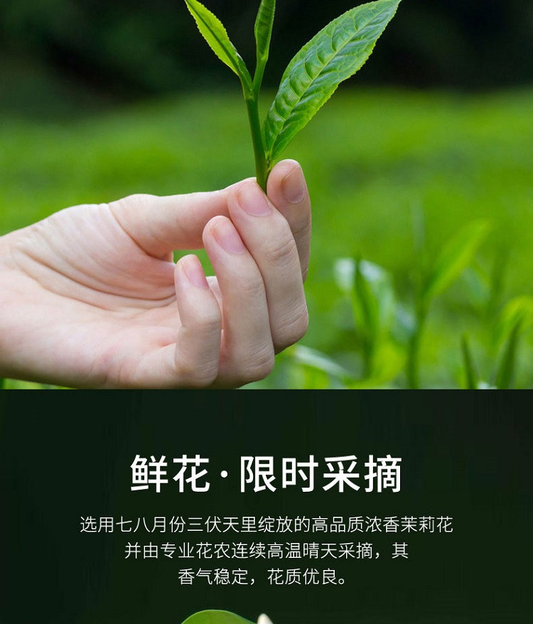 农家自产 广安森林雨茉莉花茶100g