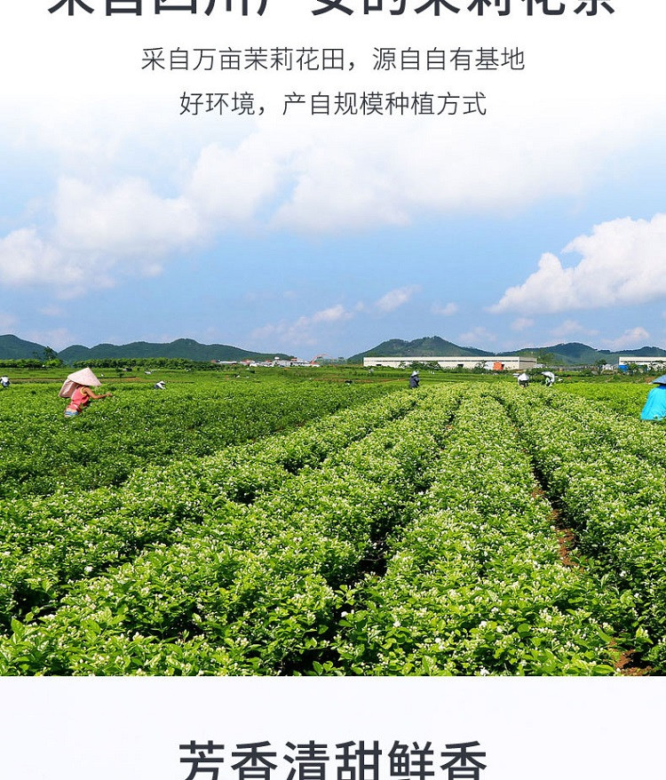 农家自产 【会员享实惠】广安森林雨茉莉花茶100g