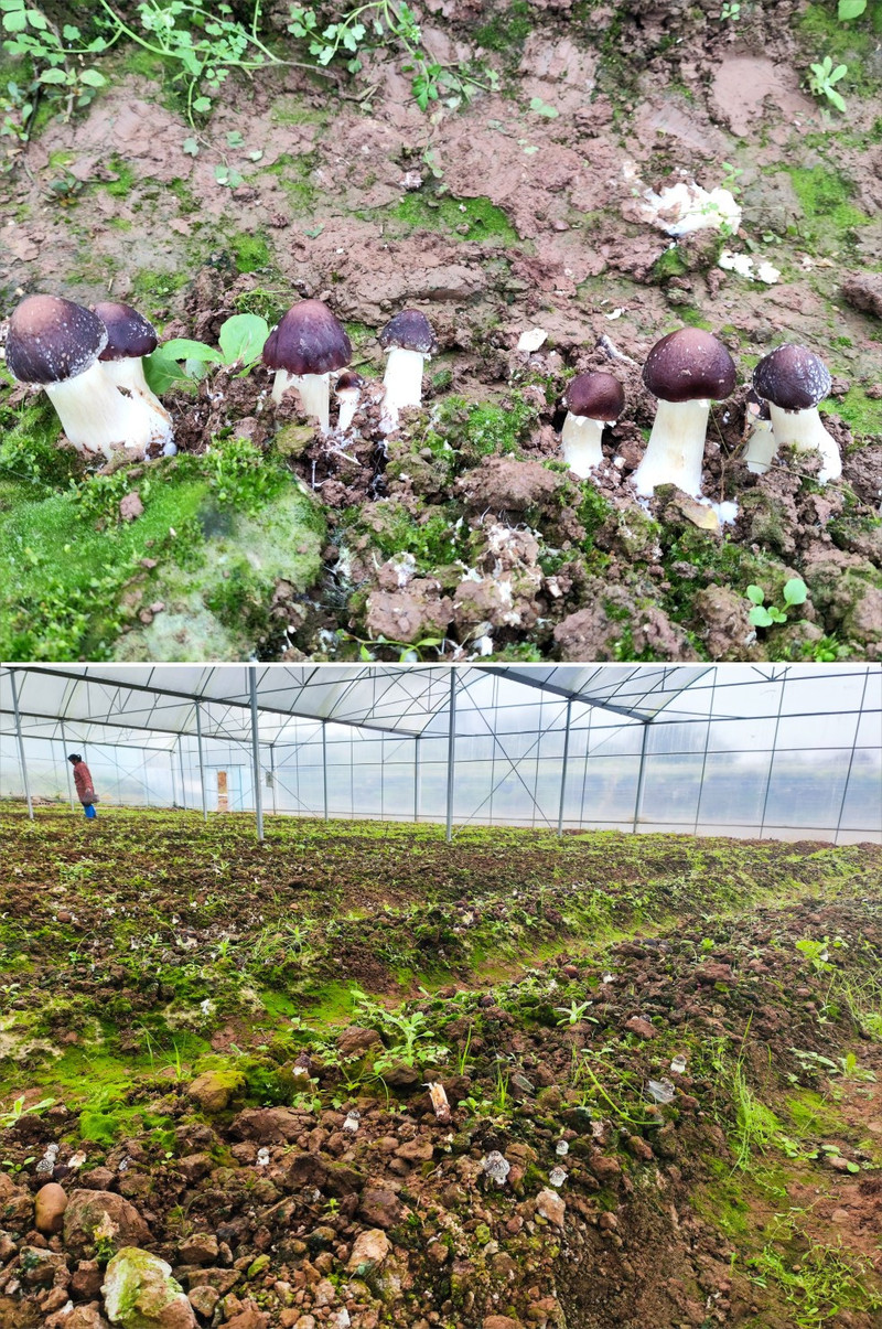 农家自产 【会员享实惠】大球盖菇赤茸菇鲜采摘赤松茸姬煲汤菌菇现采现发