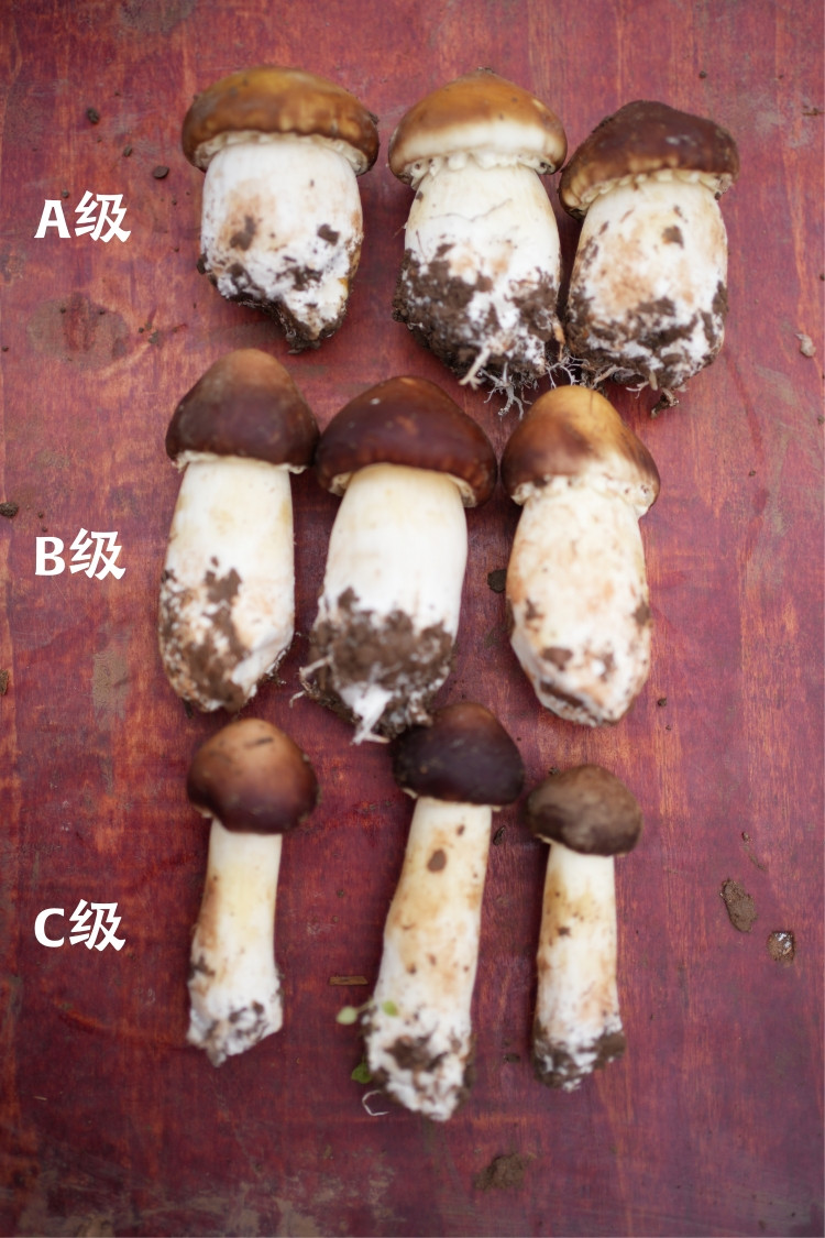 农家自产 【会员享实惠】大球盖菇赤茸菇鲜采摘赤松茸姬煲汤菌菇现采现发