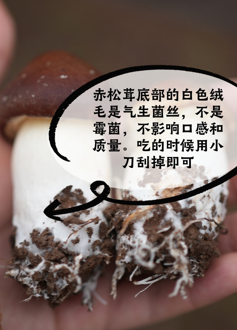 农家自产 【会员享实惠】大球盖菇赤茸菇鲜采摘赤松茸姬煲汤菌菇现采现发