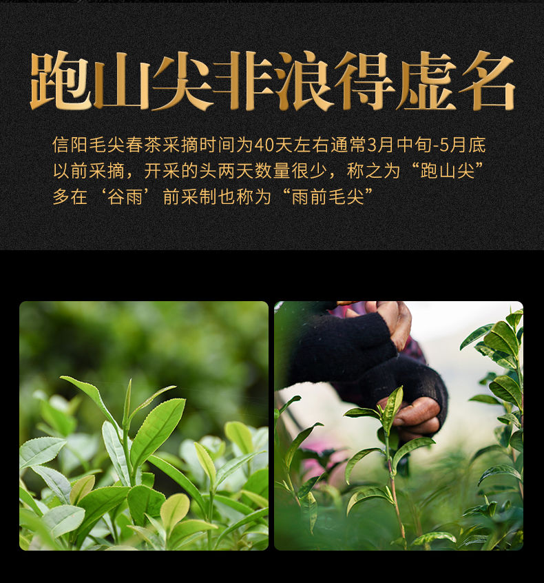 信阳毛尖2020新茶毛尖茶叶绿茶明前春茶新茶叶罐装红茶茉莉批发礼盒125g