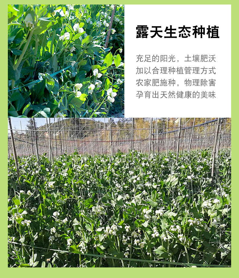 云南豌豆荚新鲜蔬菜类农家自种带壳大青豆荷兰甜豆角3/5/10斤包邮