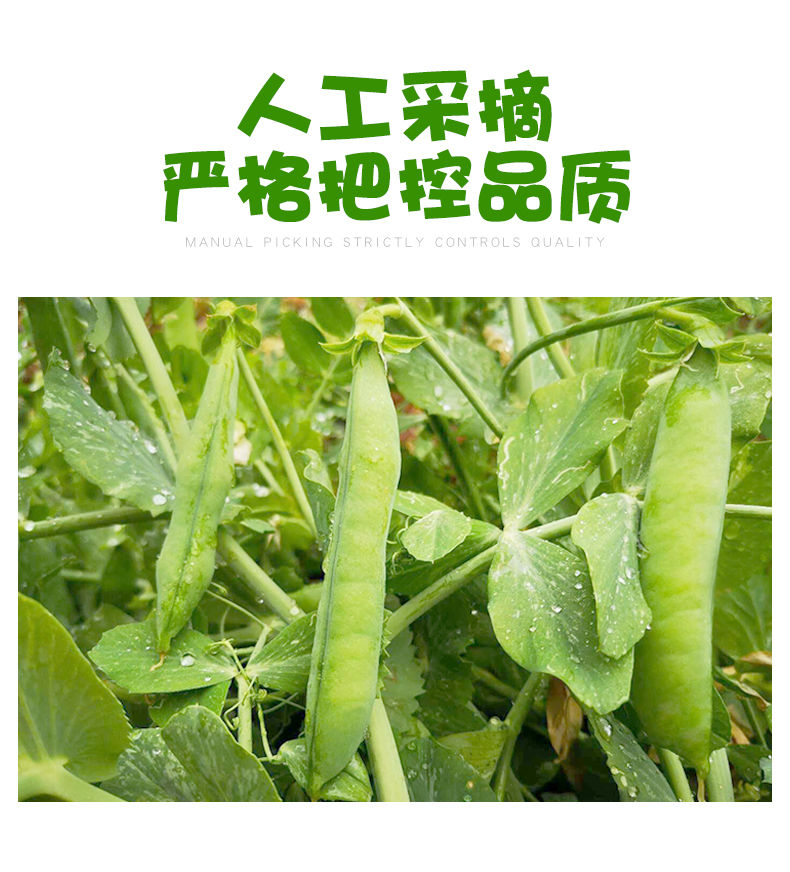 云南豌豆荚新鲜蔬菜类农家自种带壳大青豆荷兰甜豆角3/5/10斤包邮