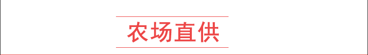 新鲜栗子香白心红薯栗子香板栗白薯番薯白瓤地瓜