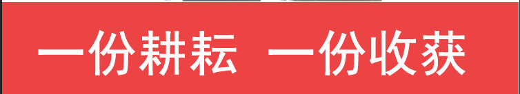 新鲜栗子香白心红薯栗子香板栗白薯番薯白瓤地瓜