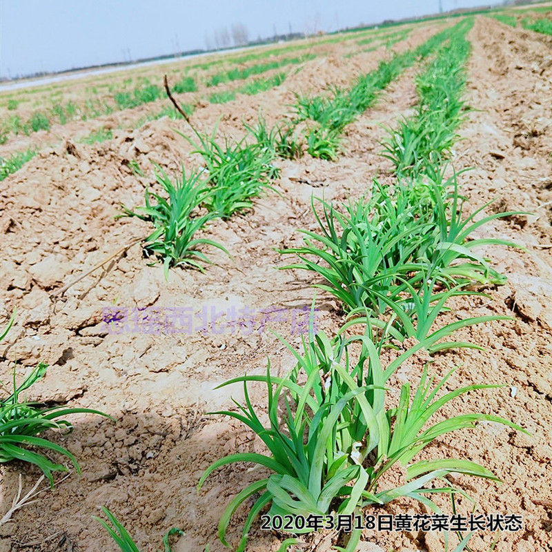 1斤装黄花菜无添加农家自制金针菜100g无硫熏大荔干菜