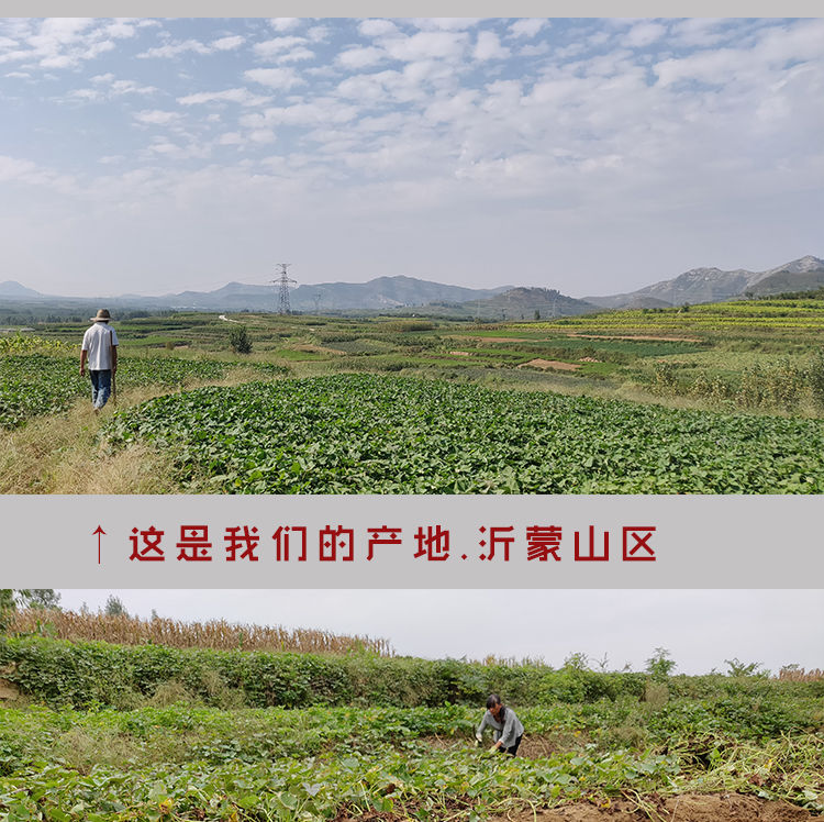 山东沂蒙山紫薯红薯新鲜蔬菜现挖现发地瓜粉糯香甜10/5/2斤包邮