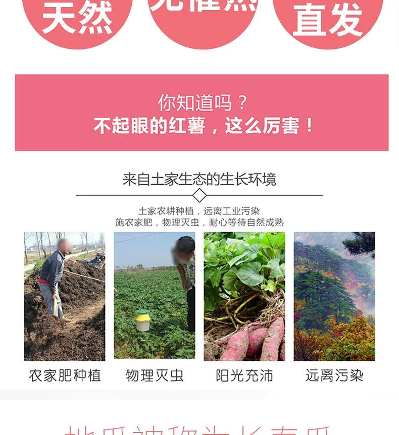 【沙地香甜粉糯】农家红薯新鲜番薯板栗地瓜蜜薯蔬菜批发2-10斤