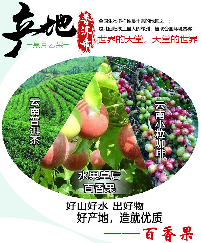 正宗云南百香果鲜果【泉月云果】新鲜水果基地种植品质保证批发价格