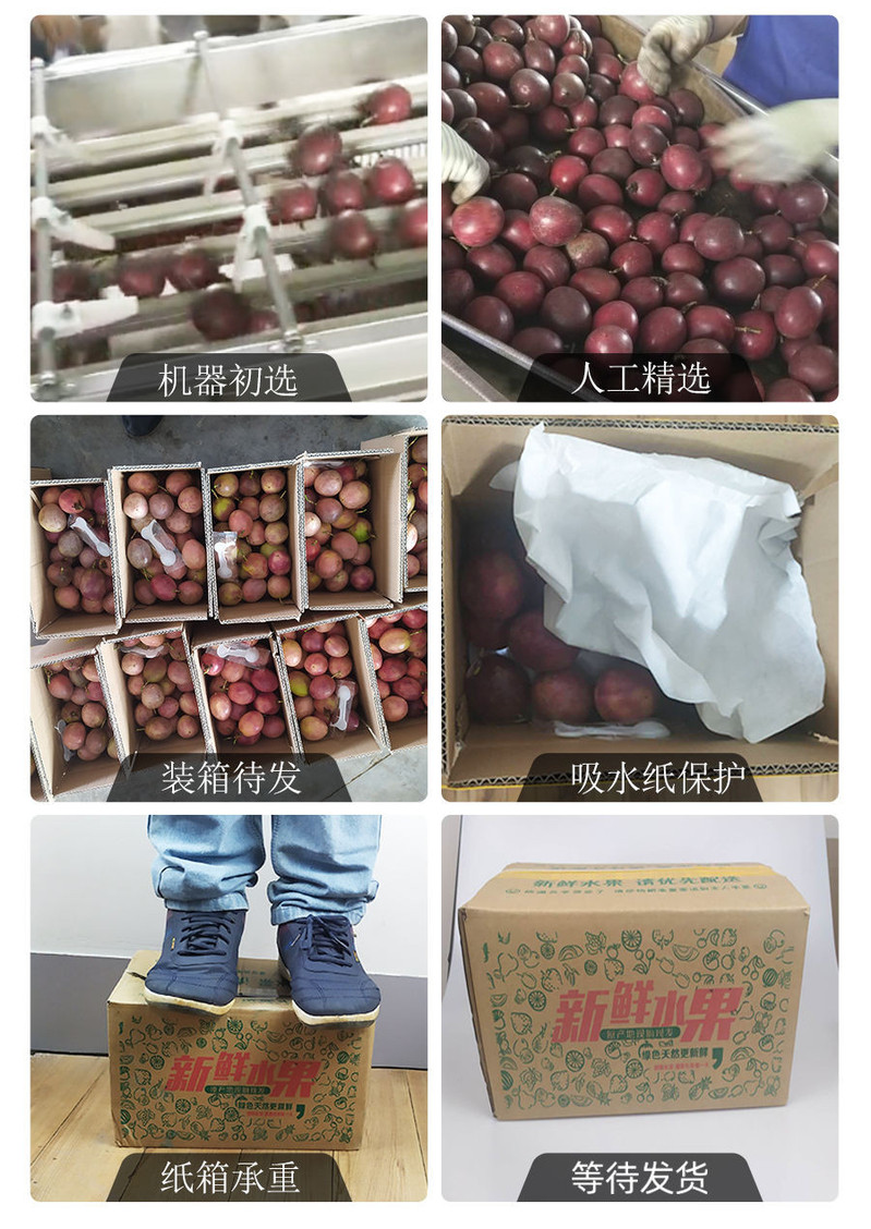 正宗超甜云南百香果鲜果【泉月云果】新鲜水果基地种植品质保证批发价格