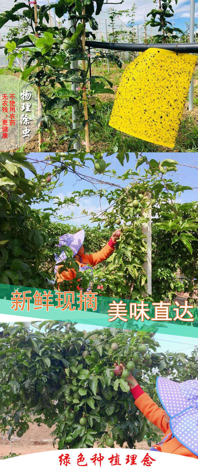 正宗云南百香果鲜果【泉月云果】新鲜水果基地种植品质保证批发价格