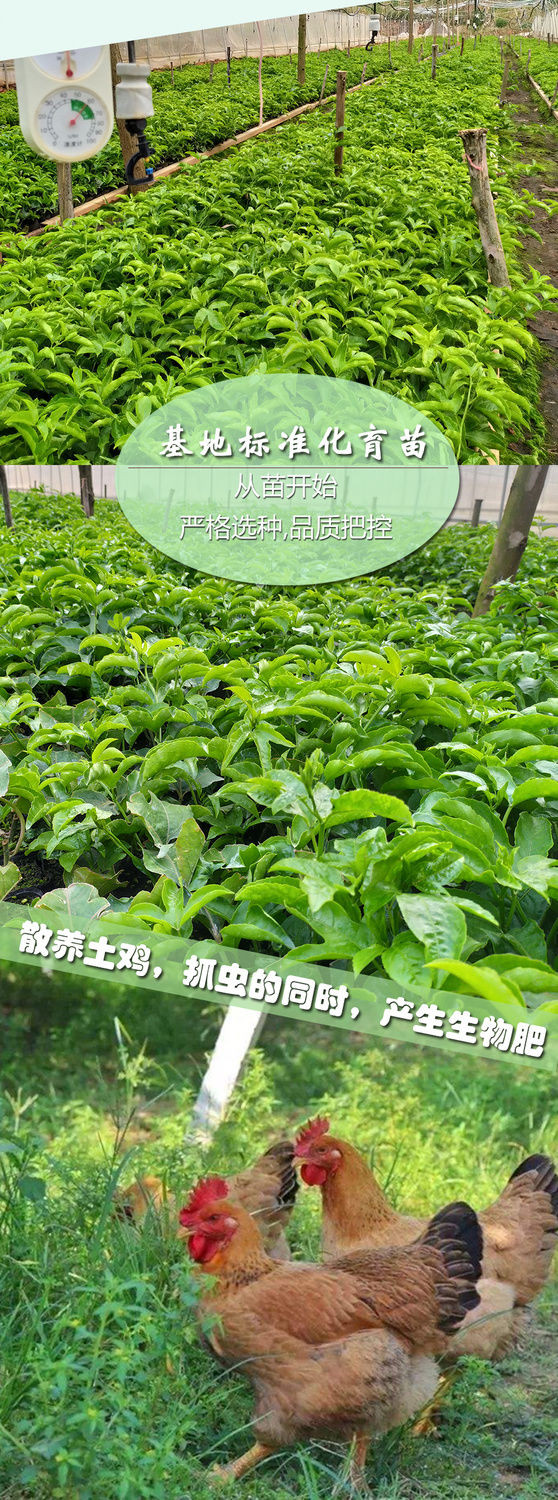 正宗云南百香果鲜果【泉月云果】新鲜水果基地种植品质保证批发价格