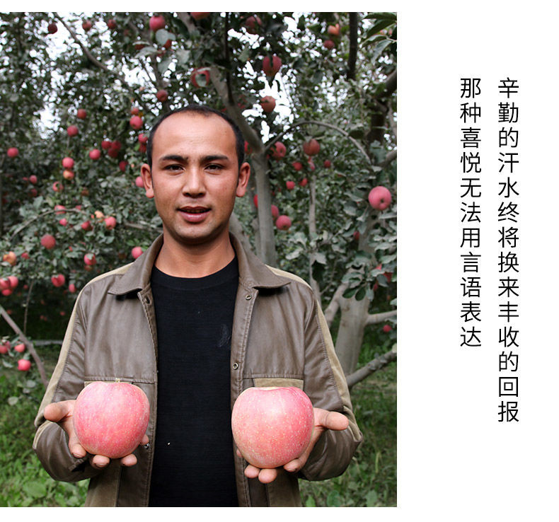 【只售正宗新鲜的阿克苏】正宗新疆阿克苏冰糖心苹果新鲜红富士丑苹果整箱5斤10斤包邮速发