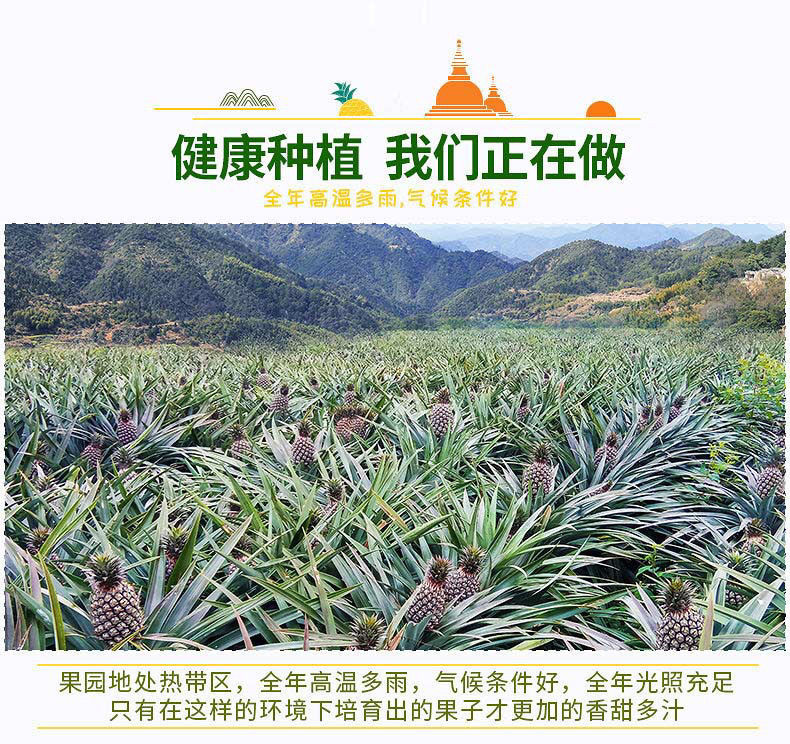 推荐好吃【现摘现发】新鲜凤梨大菠萝批发10/5/2斤徐闻香菠萝大果香甜多汁