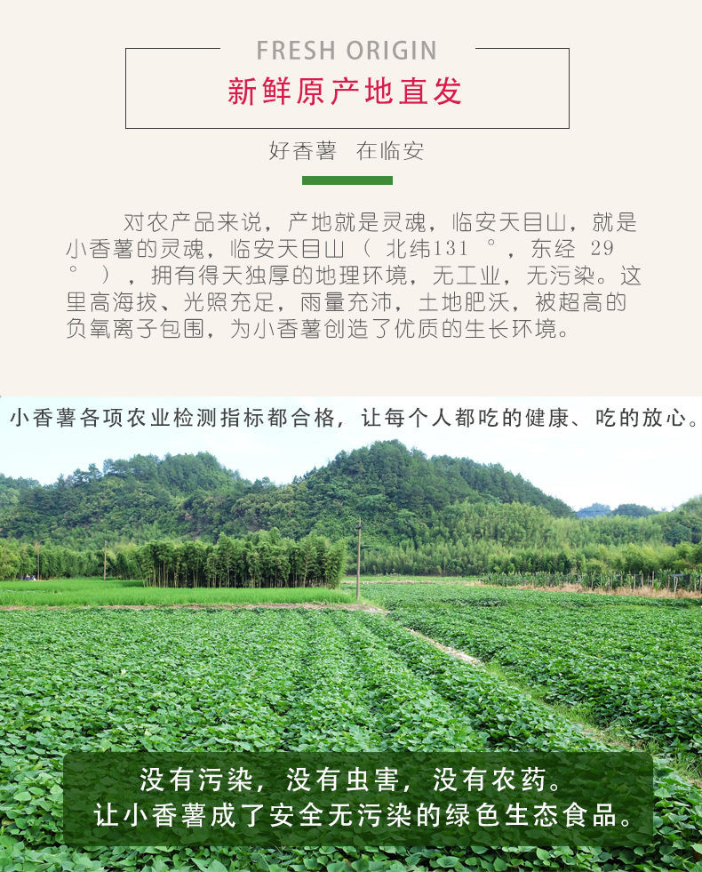 正宗临安天目山小香薯板栗番薯红薯5斤粉糯香甜 3斤/2斤/1斤地瓜山芋