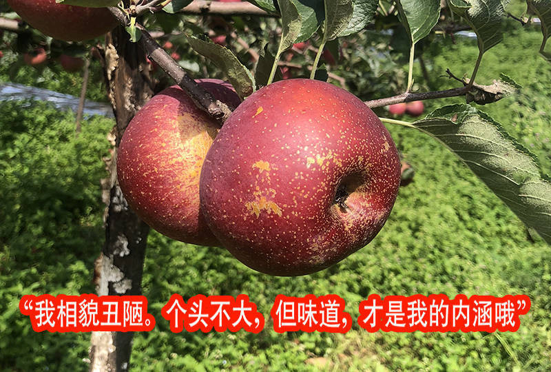 【脆甜多汁】新货新鲜盐源丑苹果水果10/5/3斤陕西红富士牛花苹果非嘎啦青苹果