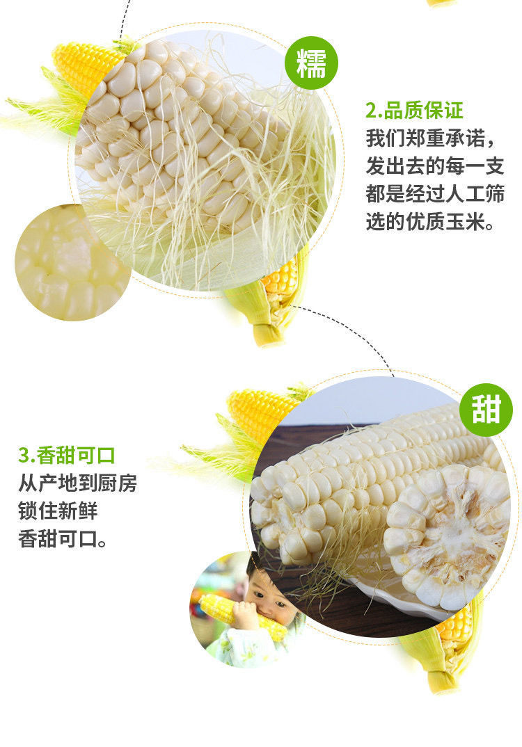 正宗山西新鲜水果玉米农家自种糯白玉米粘黄玉米非转基因现摘现发带皮