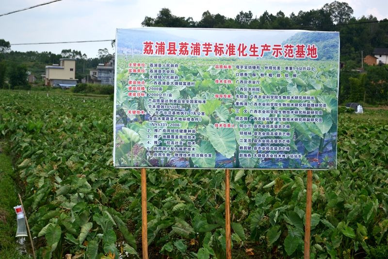 正宗广西荔浦芋头正宗香芋10斤/1斤/5斤香芋头新鲜特大农家槟榔芋香芋