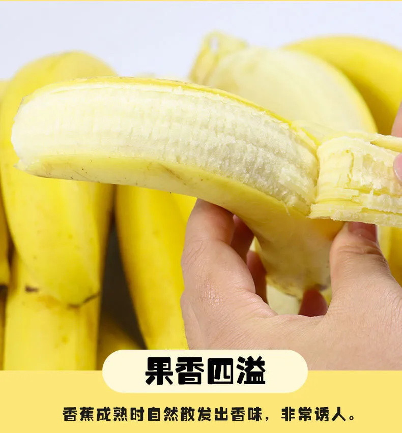 自然熟云南高山甜香蕉当季新鲜水果现摘现发整箱10斤批发非小米蕉