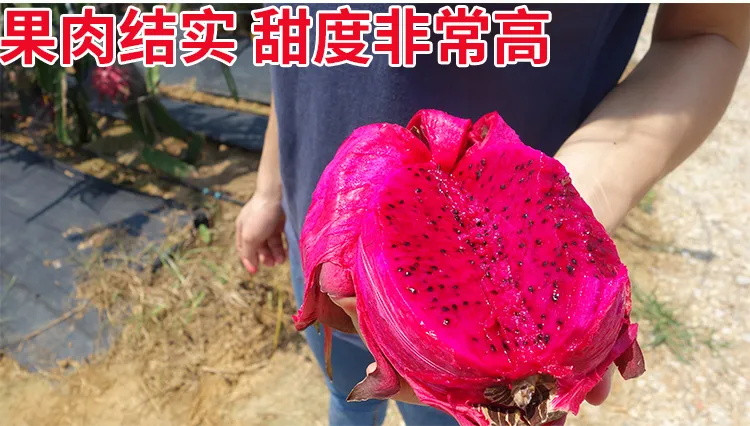 金都一号蜜宝红心火龙果红肉 新鲜应季热带水果批发整箱孕妇2/3/5