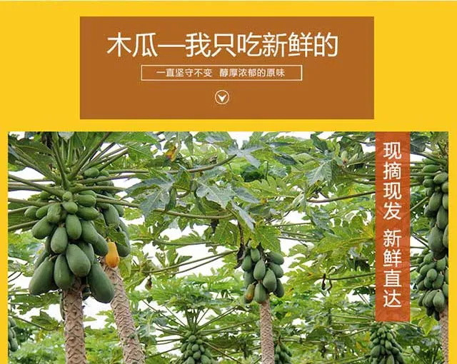 【热销-保证好吃】云南红心牛奶木瓜5/10/3斤 新鲜水果单果500g起