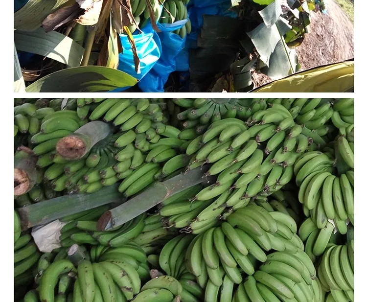 【品质好推荐】正宗云南青香蕉新鲜水果应季非广西小米蕉海南香蕉带箱9/5斤包邮