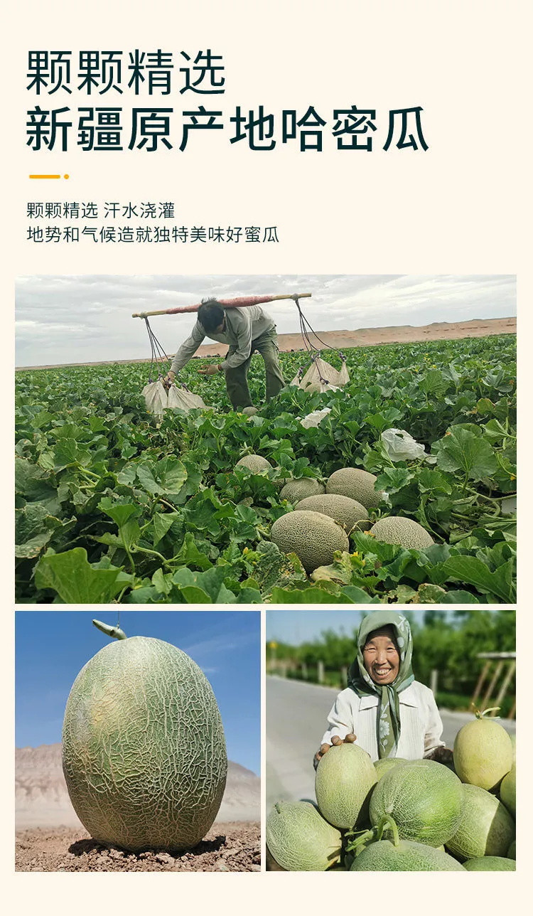 【当季超甜】新疆哈密瓜新鲜一箱水果包邮当季整箱应季网纹瓜香甜蜜瓜应季