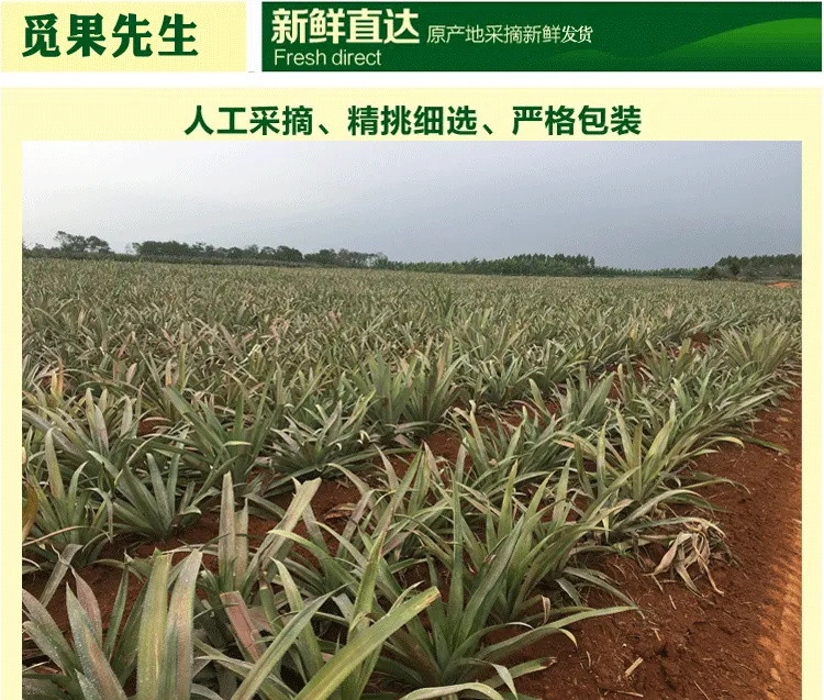 【10斤超值】海南新鲜大菠萝手撕香水菠萝凤梨水果8斤/5斤/2个装