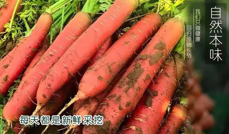 【农家种植】正宗陕西沙地胡萝卜新鲜红萝卜水果萝卜新鲜蔬菜红心萝卜10斤现挖现发