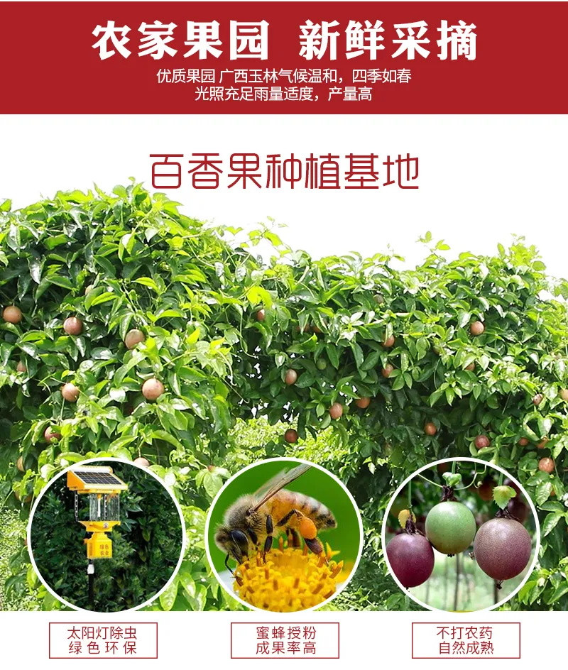 【好甜-送开果器】正宗广西百香果大果5斤装2/3斤12个新鲜水果酸甜果大多汁果园直发现摘现发实惠包邮