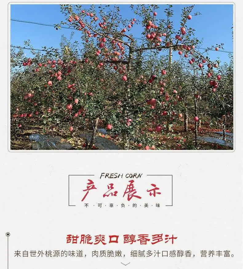 【我们只卖新鲜苹果】应季新果陕西红富士苹果现摘现发3/5/10斤精品富士王苹果整箱批发